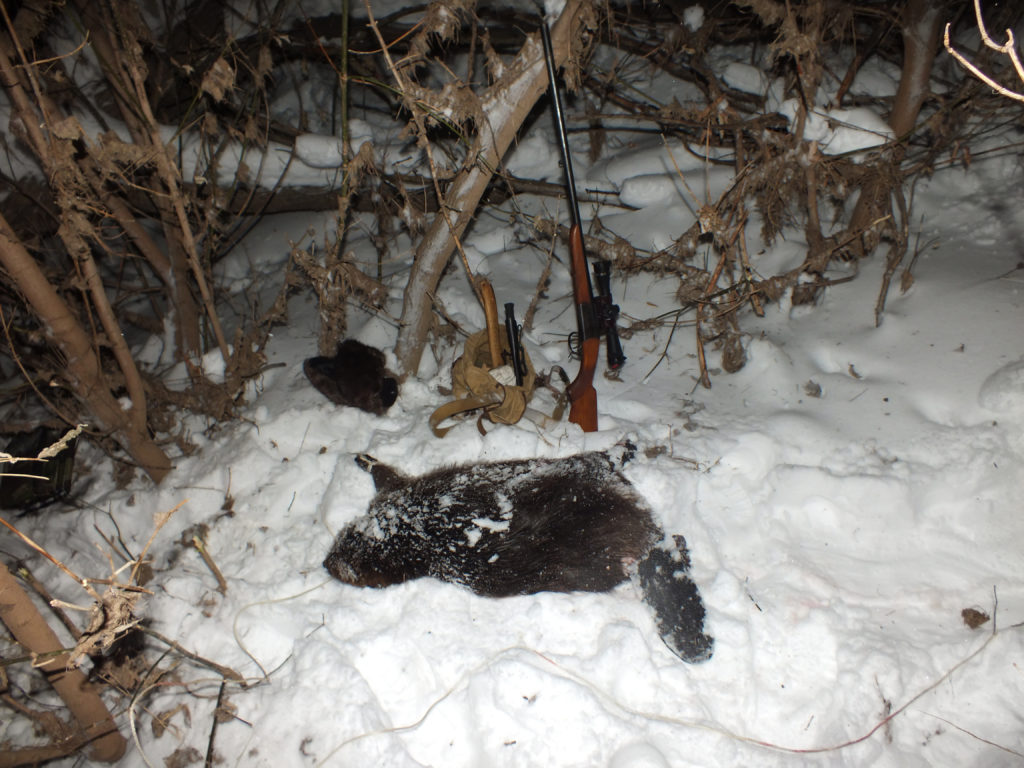 охота на бобра зимой с засидки