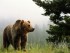 Внимание! Участились встречи с медведем в Татарстане!!!