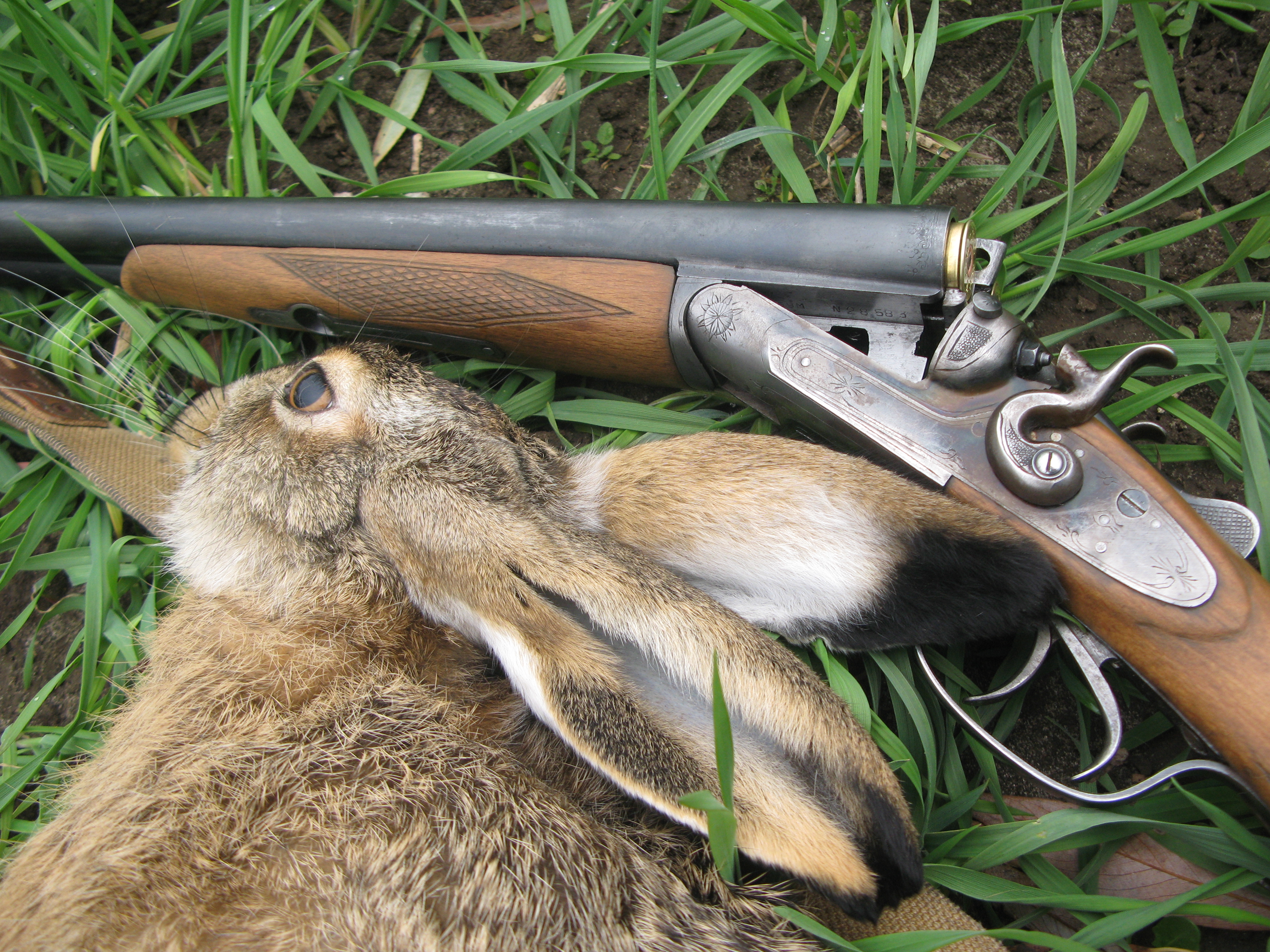 правило охоты на зайца и лису