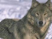 Волчья тишина: размышления волчатника