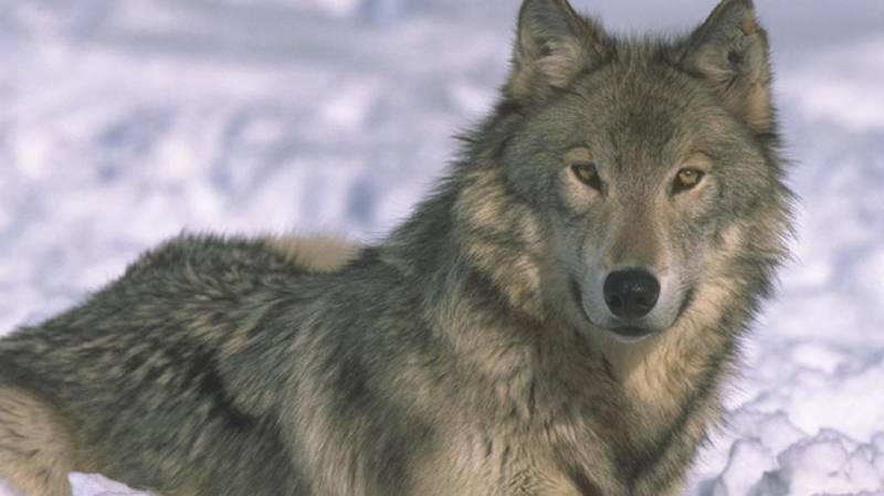 Волчья тишина: размышления волчатника