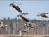 Охота на гуся на перелетах