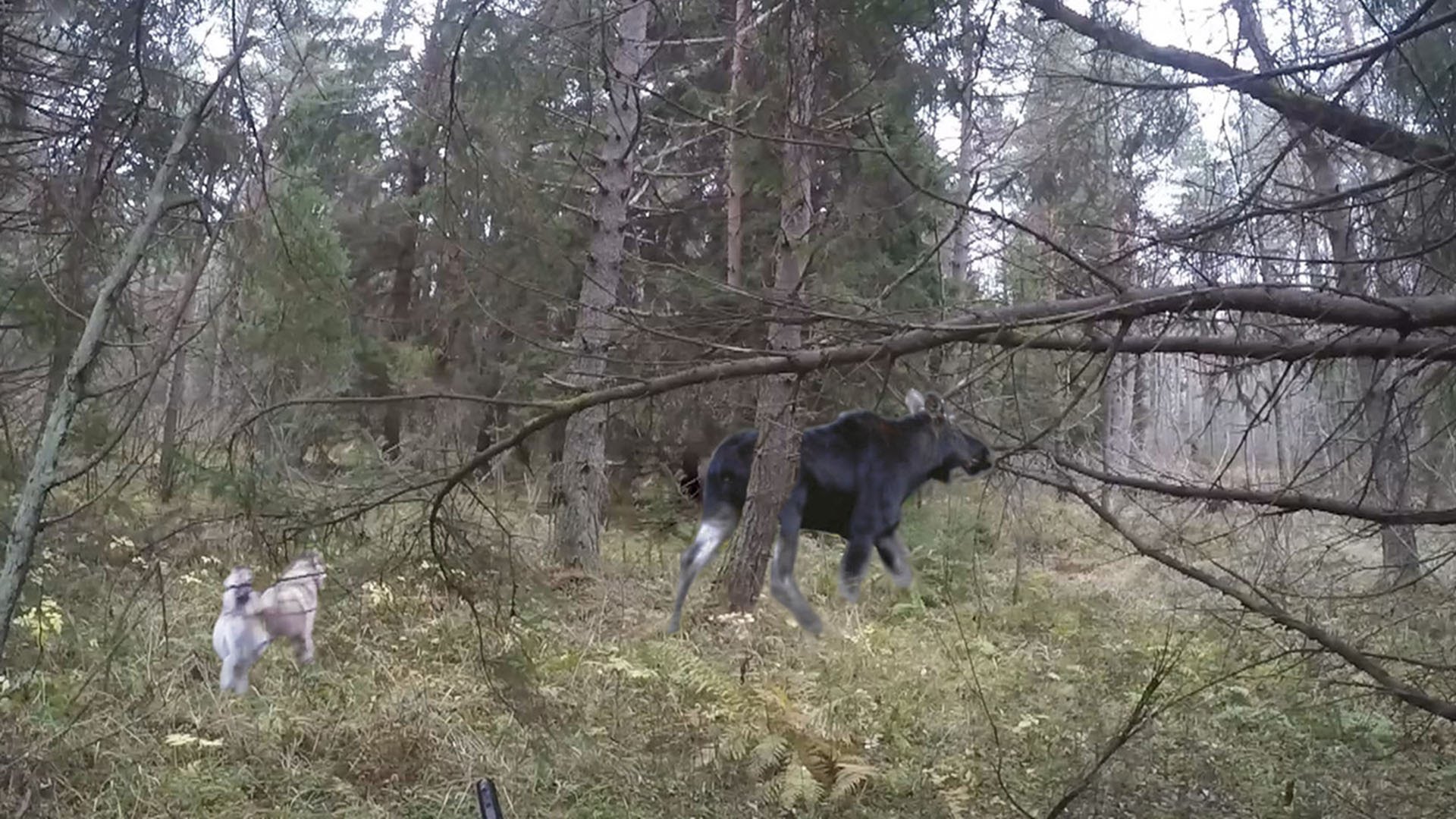 Видео с лайка с собакой. Загонная охота на лося в лесу. Охота на лося с лайками Западно сибирскими. Охота с лайкой на лося охота на кабана с лайкой. Охота с лайками на лося в Сибири.